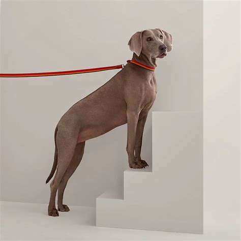 dog collar hermes|hermes dog collar and leash.